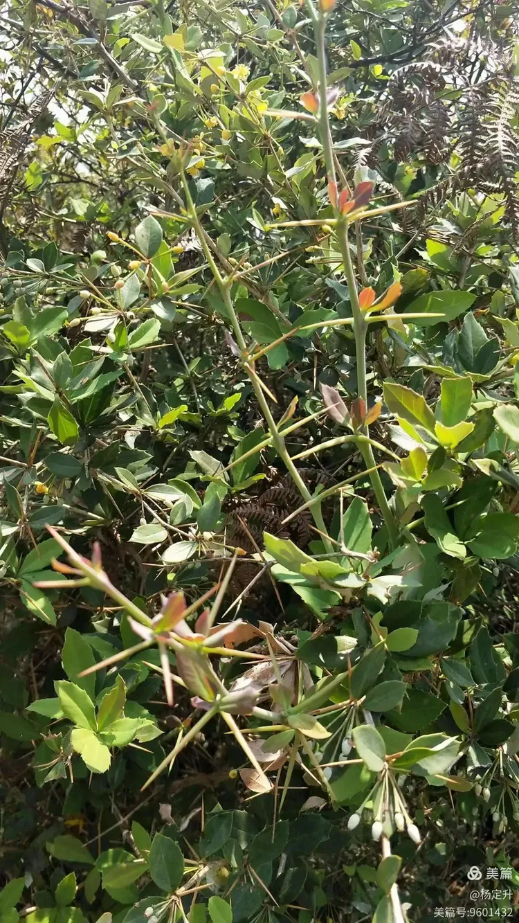 每日学一味中草药:刺黄莲